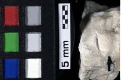 Foto (Detailansicht) von Cracensigillatus acutirostris (Moericke, 1889) (NHMW-GEO-1990-0041-0179)